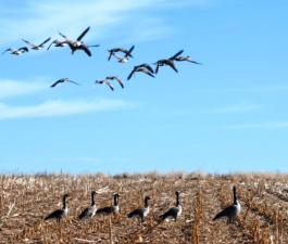 Deficiencies in control system of compensations for damage caused by specially protected non-huntable animals