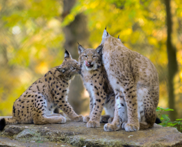 Is our game management sustainable?