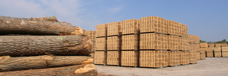 “Rīgas mežu” darbība kokrūpniecībā samazina finansējumu tiešajiem uzdevumiem